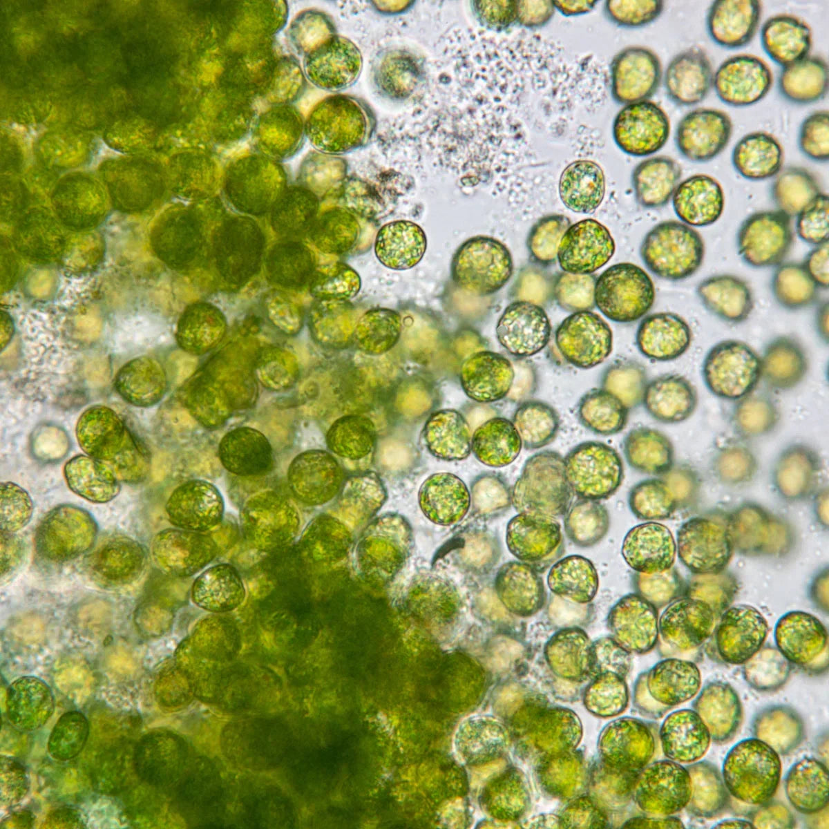 Mannavita Milk Thistle + Wheatgrass + Chlorella + Lucuma • 200 g - Mannavita