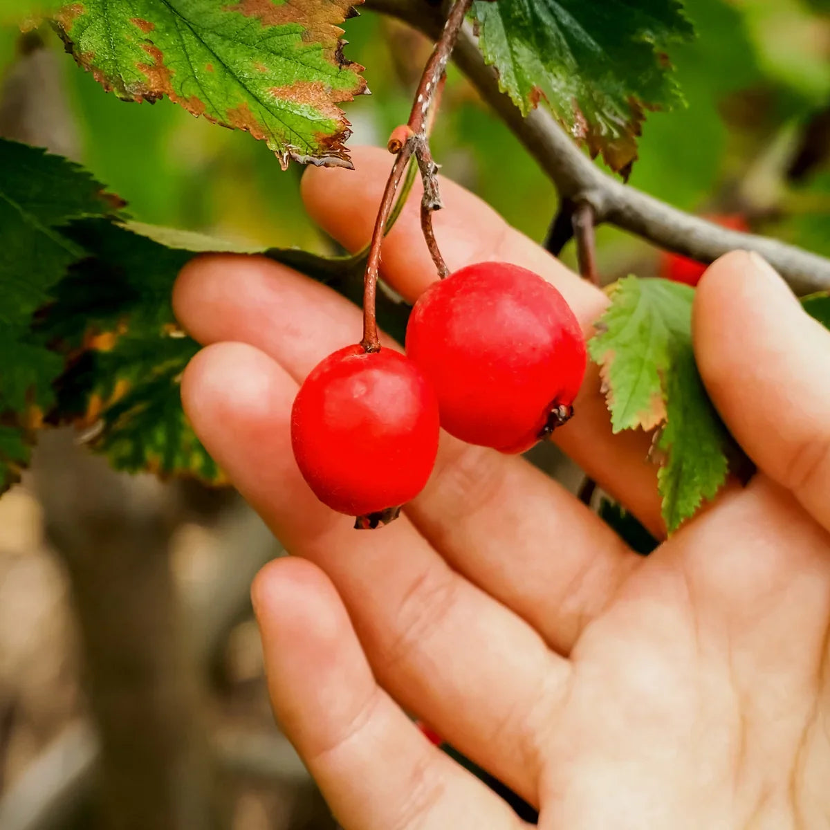 Mannavita raw Hawthorn bee pollen • 150g - Mannavita