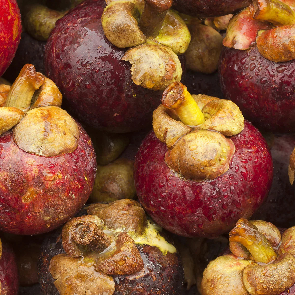 Mannavita Mangosteen 100% pure pressed purée • 500 ml - Mannavita