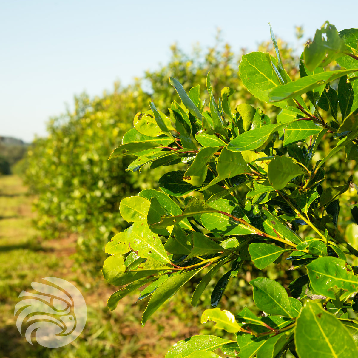 Rosamonte yerba mate-te • UTAN STJÄLKAR • 500 g