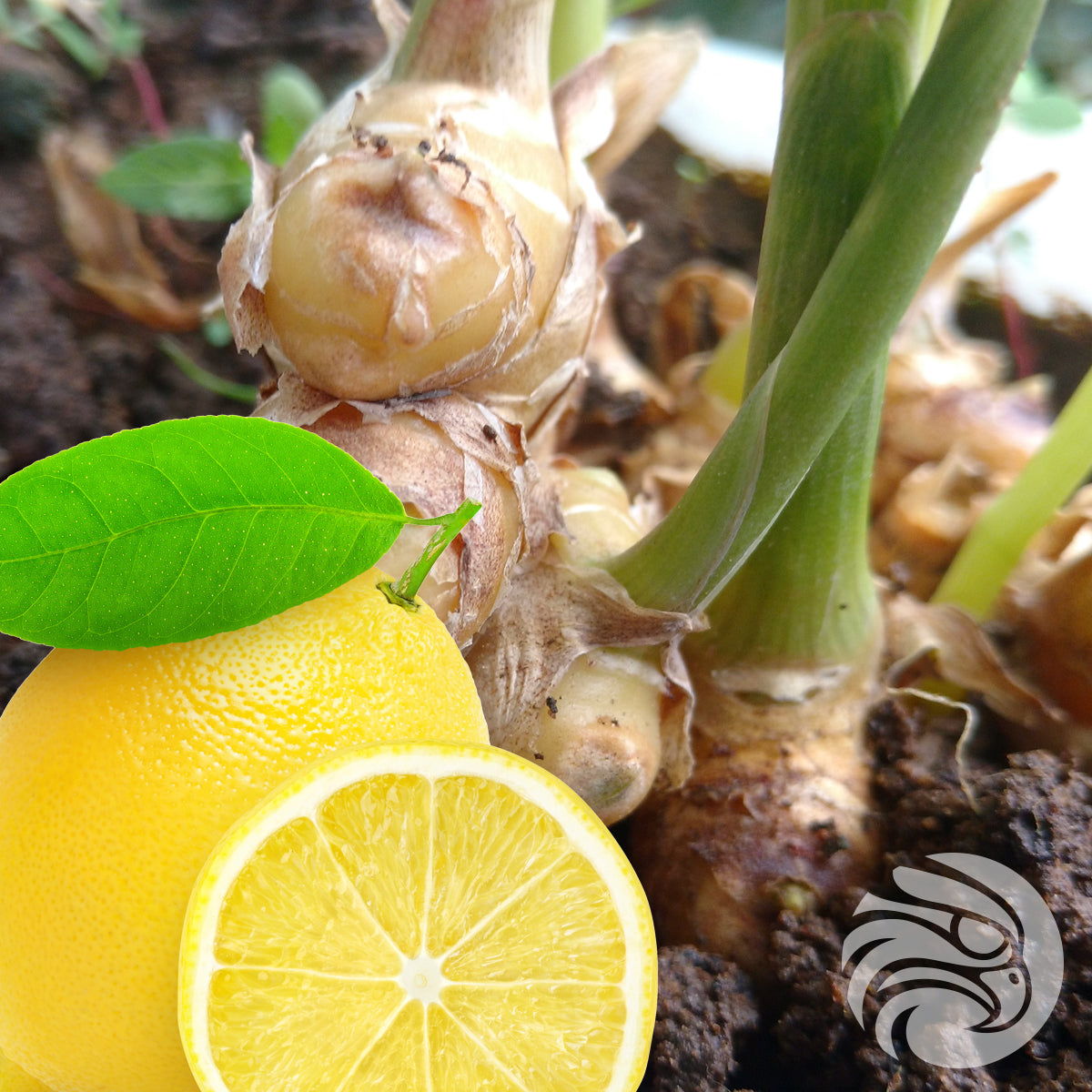 Manukahonungspastiller med naturlig ingefära och citron • 15 st.