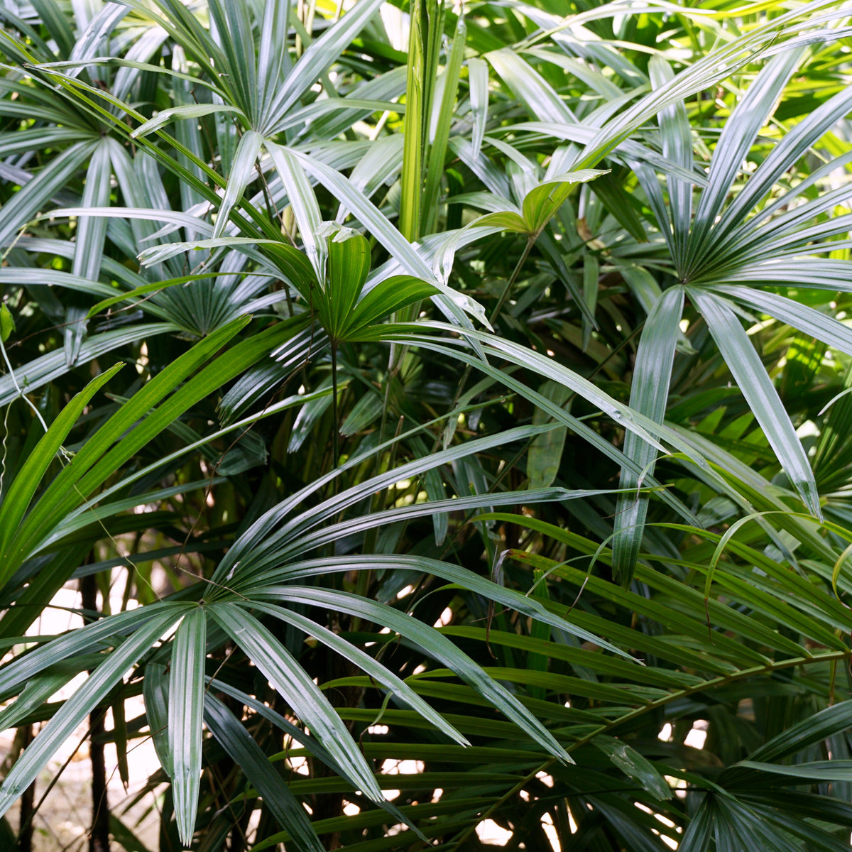 PROSTAX prostatakomplex • 60 kapslar