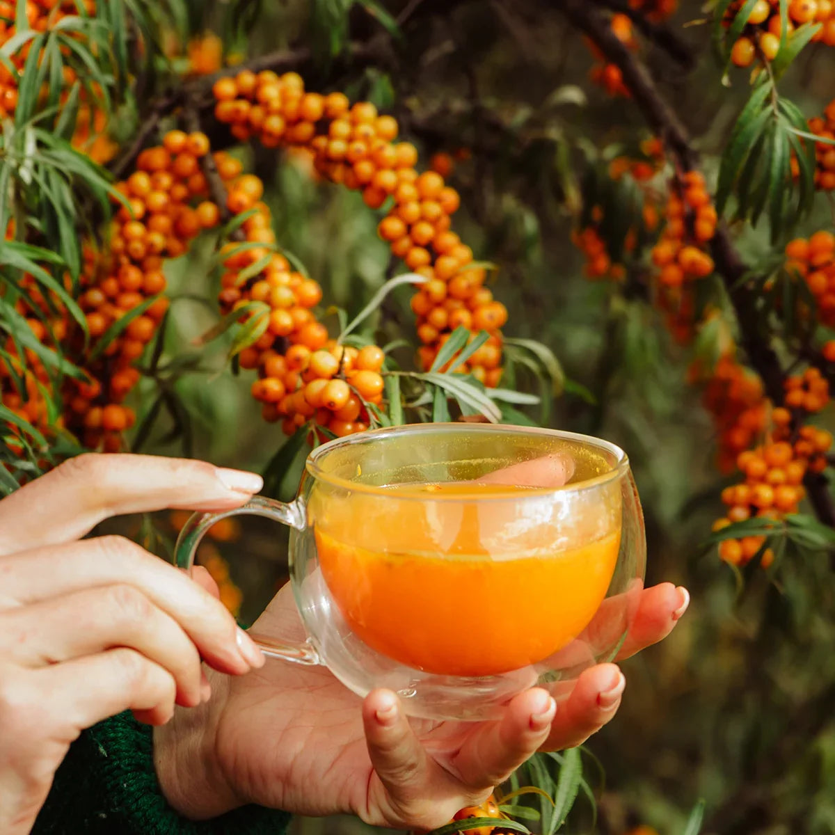 Mannavita Sea buckthorn 100% pure pressed juice • 500 ml - Mannavita