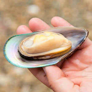 Grönläppad Mussla