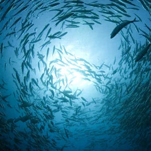 Krill oil, Fish oil, Omega-3 - Mannavita