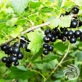 Manukahonungspastiller med svartvinbär • 15 st.