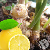 Manukahonungspastiller med naturlig ingefära och citron • 15 st.