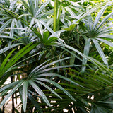 PROSTAX prostatakomplex • 60 kapslar