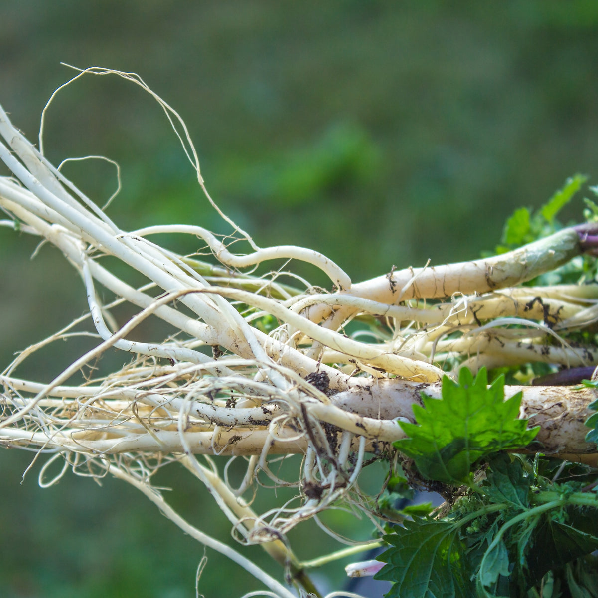 PROSTAX prostatakomplex • 60 kapslar